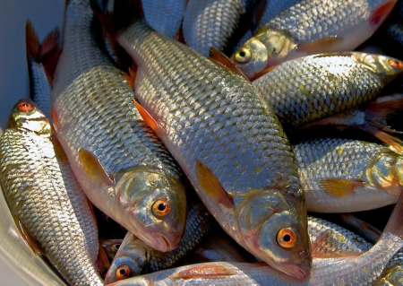 У річці Десна на Чернігівщині виявили заражену рибу