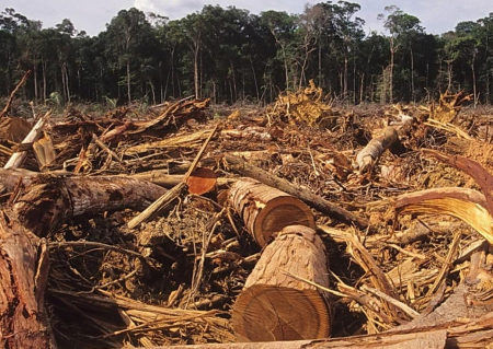 Директора лісгоспу на Чернігівщині підозрюють у незаконних вирубках на 39 мільйонів гривень