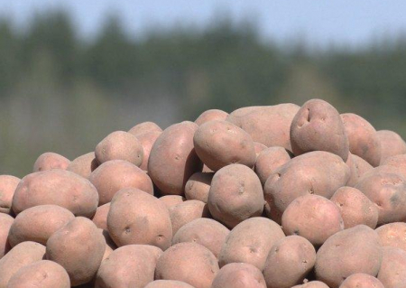  На Чернігівщині вже почали садити картоплю